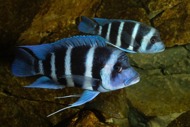 Cyphotilapia gibberosa 'Mtoto' (Moba)